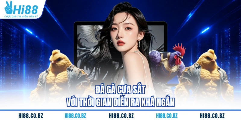 Đá gà cựa sắt với thời gian diễn ra khá ngắn