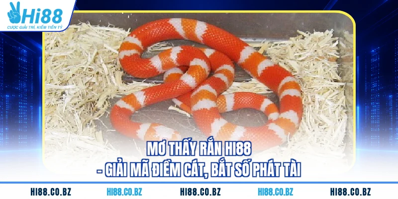 Mơ Thấy Rắn HI88 - Giải Mã Điềm Cát, Bắt Số Phát Tài